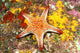 Mexico, Gulf sea star on colorful coral Wall Mural