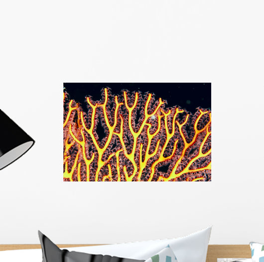 Australia, Gorgonian coral fan close-up detail Wall Mural