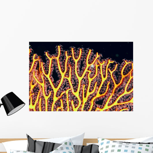 Australia, Gorgonian coral fan close-up detail Wall Mural