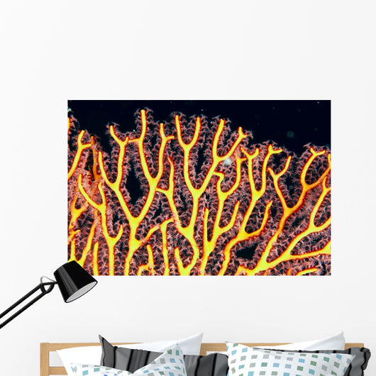 Australia, Gorgonian coral fan close-up detail Wall Mural