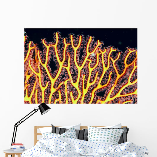 Australia, Gorgonian coral fan close-up detail Wall Mural