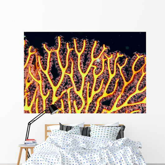 Australia, Gorgonian coral fan close-up detail Wall Mural