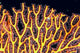 Australia, Gorgonian coral fan close-up detail Wall Mural