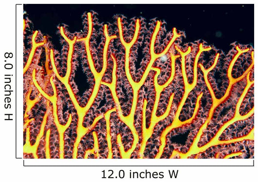 Australia, Gorgonian coral fan close-up detail Wall Mural