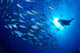 Midway Atoll, brown chub school and diver silhouette, sunburst Wall Mural