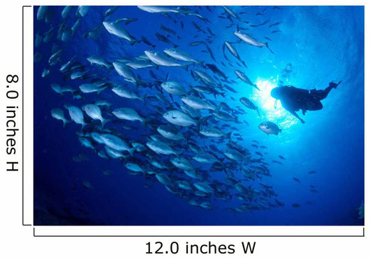 Midway Atoll, brown chub school and diver silhouette, sunburst Wall Mural