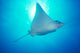 Hawaii, Spotted Eagle Ray sunburst Wall Mural