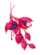 fuschia flower (fuschia hybrida) Wall Decal