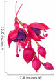 fuschia flower (fuschia hybrida) Wall Decal