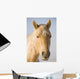 Cream Coloured Horse Head Looking Straight On With Blue Sky Wall Mural
