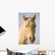 Cream Coloured Horse Head Looking Straight On With Blue Sky Wall Mural