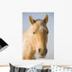 Cream Coloured Horse Head Looking Straight On With Blue Sky Wall Mural