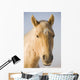 Cream Coloured Horse Head Looking Straight On With Blue Sky Wall Mural