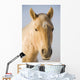 Cream Coloured Horse Head Looking Straight On With Blue Sky Wall Mural