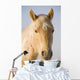 Cream Coloured Horse Head Looking Straight On With Blue Sky Wall Mural