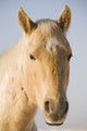Cream Coloured Horse Head Looking Straight On With Blue Sky Wall Mural