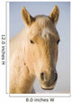 Cream Coloured Horse Head Looking Straight On With Blue Sky Wall Mural