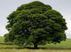 Perfect Tree Wall Decal