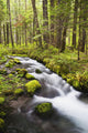 Still Creek In Mount Hood National Forest Wall Mural