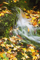 Leaves In Autumn Colours At Crystal Springs Gardens Wall Mural