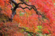 Autumn Colours At The Japanese Gardens Wall Mural