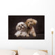 A Shihtzu And A Poodle On A Brown Backdrop Wall Mural