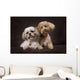 A Shihtzu And A Poodle On A Brown Backdrop Wall Mural