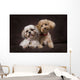 A Shihtzu And A Poodle On A Brown Backdrop Wall Mural