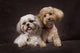 A Shihtzu And A Poodle On A Brown Backdrop Wall Mural