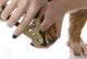Cutting Dog Toenails