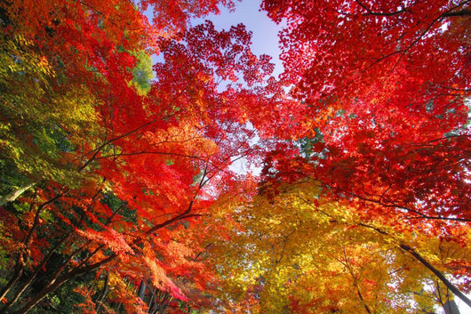 Autumn Leaves