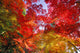 Autumn Leaves