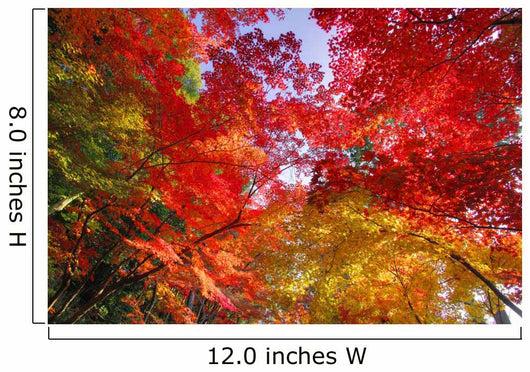 Autumn Leaves