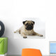 Mops