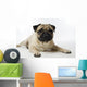 Mops