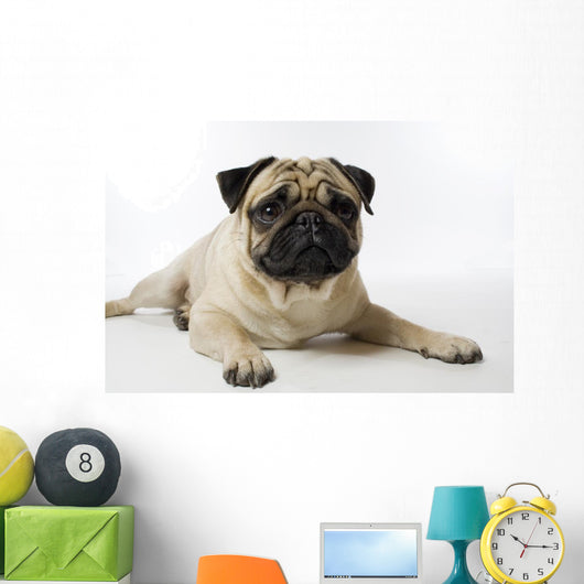 Mops