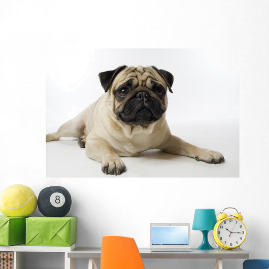Mops
