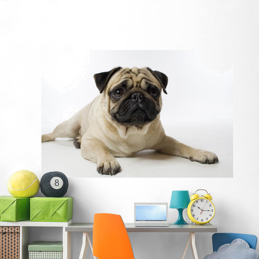 Mops