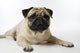 Mops
