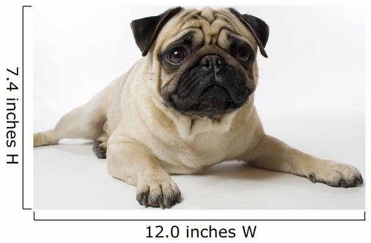 Mops