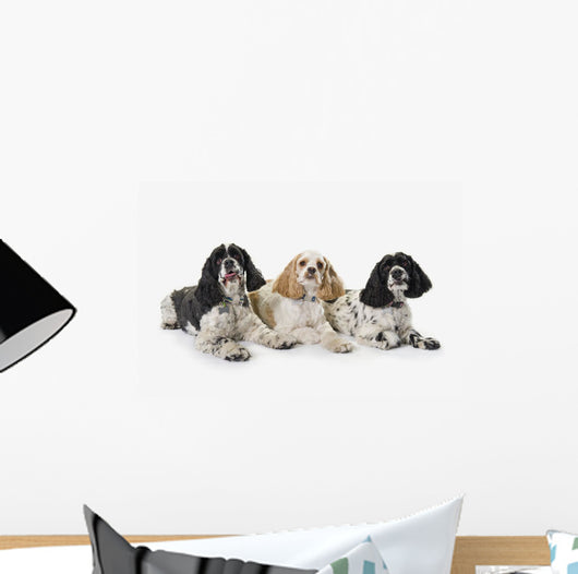 Three cocker spaniels on a white background;St albert alberta canada Wall Mural