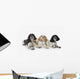 Three cocker spaniels on a white background;St albert alberta canada Wall Mural