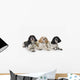 Three cocker spaniels on a white background;St albert alberta canada Wall Mural
