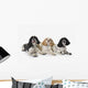 Three cocker spaniels on a white background;St albert alberta canada Wall Mural
