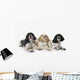 Three cocker spaniels on a white background;St albert alberta canada Wall Mural