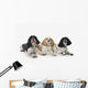 Three cocker spaniels on a white background;St albert alberta canada Wall Mural