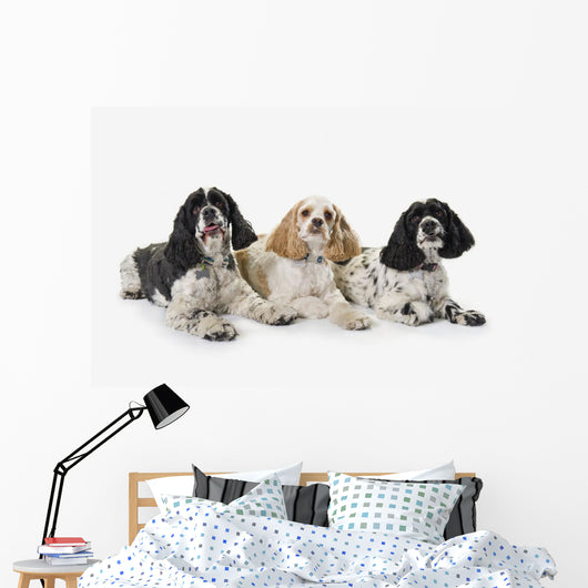Three cocker spaniels on a white background;St albert alberta canada Wall Mural
