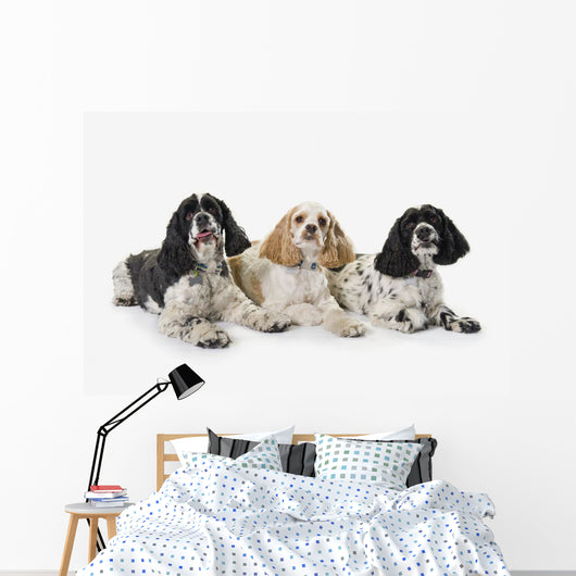 Three cocker spaniels on a white background;St albert alberta canada Wall Mural