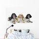 Three cocker spaniels on a white background;St albert alberta canada Wall Mural