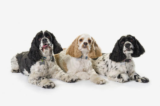 Three cocker spaniels on a white background;St albert alberta canada Wall Mural